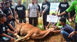 Kegiatan pemotongan hewan Qurban Laz Harfa Banten, tahun lalu / ISTIMEWA