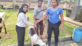 Manager Nunia Tamansari Hotel, Nadya Anathassya, saat lakukan penyerahan hewan qurban ke Polda Banten, Rabu (28/6/2023). ISTIMEWA 