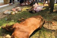 Kegaiatan Penyembelihan Kurban, saat Moment Idul Adha 2025 Hotel Wisata Baru bersama PT Debindo. (Foto: Bantenesia)