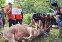 Ketua DPW PKS Banten, Gembong R Sumedi saat hendak menyembelih hewan Kurban di Moment Idul Adha 1446 H. (Foto: Istimewa)