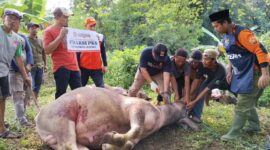 Ketua DPW PKS Banten, Gembong R Sumedi saat hendak menyembelih hewan Kurban di Moment Idul Adha 1446 H. (Foto: Istimewa)