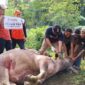 Ketua DPW PKS Banten, Gembong R Sumedi saat hendak menyembelih hewan Kurban di Moment Idul Adha 1446 H. (Foto: Istimewa)