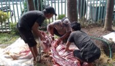 Suasana Pemotongan Hewan Qurban, Kolaborasi Kebaikan Hotel Wisata Baru dan PT Debindo. (Foto: Istimewa)